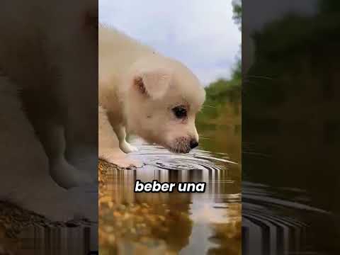 ¿Sabías que perros y gatos beben agua de forma totalmente opuesta? #viral #humor #datoscurisos thumbnail