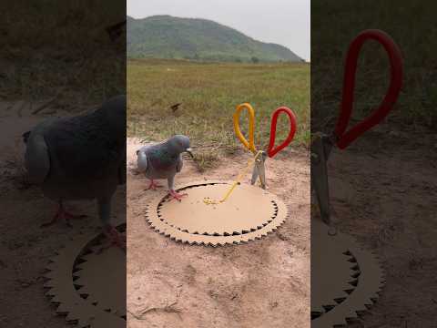 New Creative Bird Trap Using Paper and Deep hole #youtubeshorts thumbnail