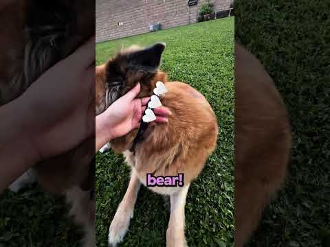 Verlorener Hund Mit…? thumbnail
