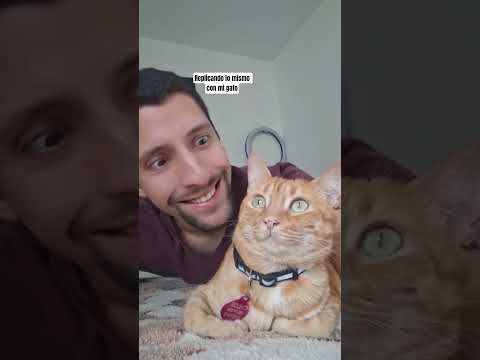 replicando lo mismo con mi gato #cat #viralshorts thumbnail