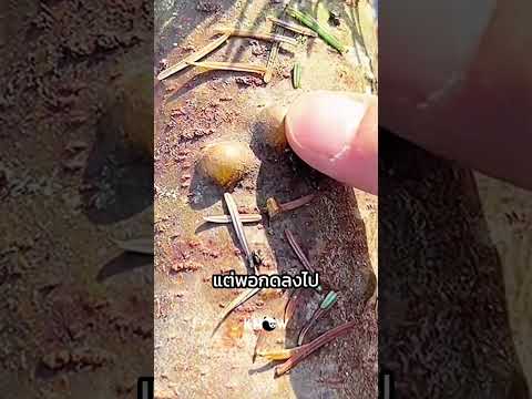 สิวบนต้นไม้ อาจช่วยชีวิตคุณได้ thumbnail