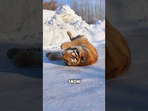 Tigers are not afraid of the cold#animals #funnyanimal #funny #cute #tiger thumbnail