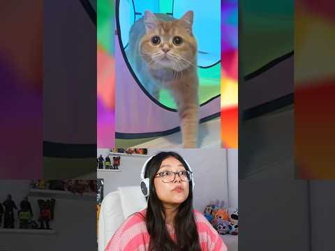 GATITO DA LA VIDA EN EL JUEGO DEL CALAMAR @mokomaru_10 #curiosidades #humor thumbnail