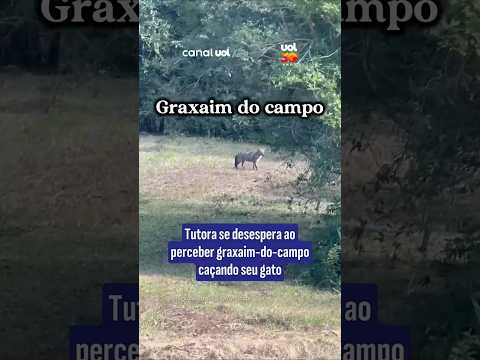 Tutora se desespera ao perceber graxaim-do-campo caçando seu gato thumbnail