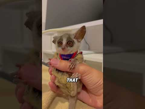 A bushbaby with exceptional jumping abilities#animals #funnyanimal #funny #cute #bushbaby thumbnail