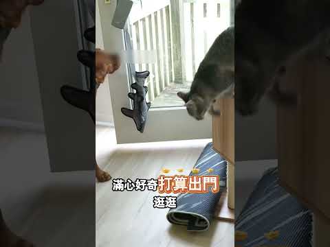 小狗學會開門專門套路小夥伴 thumbnail