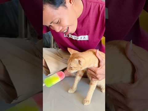 Ayah salah kasih pakan kucing⁉️|| Deffan Yeye Chanel || #shorts thumbnail