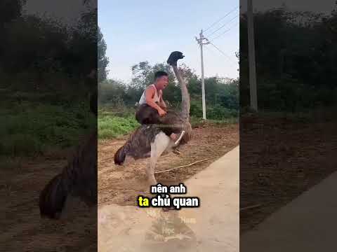 Đừng Dại Dột Tháo Băng Mắt Đà Điểu Và Cái Kết Bay Màu ? thumbnail