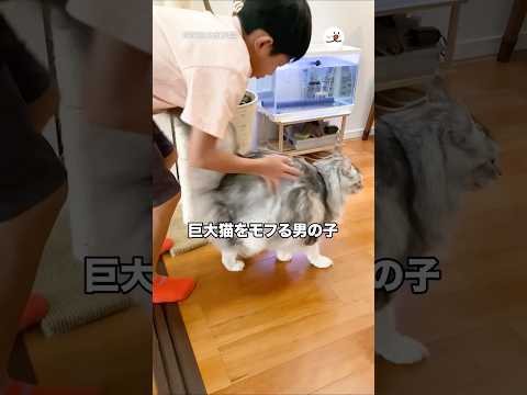 学校に行く前に巨大猫をモフる男の子｜PECO thumbnail