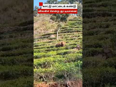 காட்டு மாட்டைக் கண்டு ஓடும் குட்டியானை thumbnail