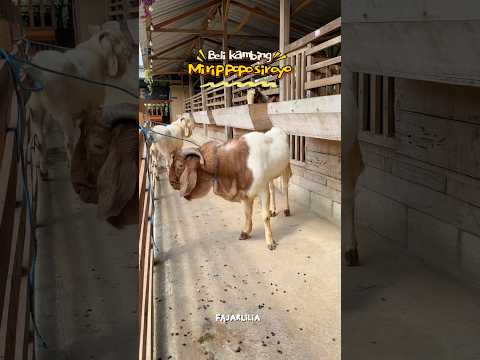 AKHIRNYA BELI KAMBING #dramangakak thumbnail