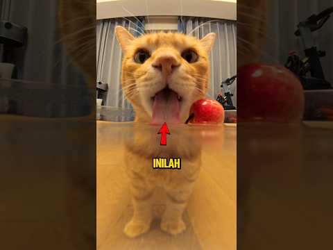 Inilah Alasan Mengapa Kucing Lebih Pintar daripada Anjing❗😮 #shorts thumbnail