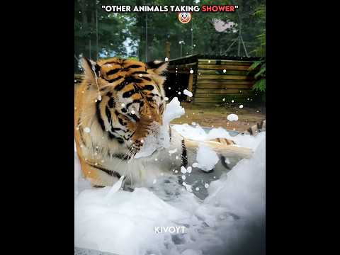 Other animals shower vs Cat 😼☠️ #edit #animal #troll #cat #usa thumbnail