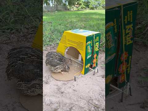 Unique Quick DIY Quail Trap Using Cardboard Box #shorts thumbnail