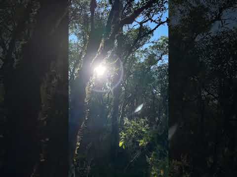 SECRET CAMPING SPOT YOU’VE NEVER SEEN BEFORE 🤫🌿 #camping #outdoors #shorts thumbnail
