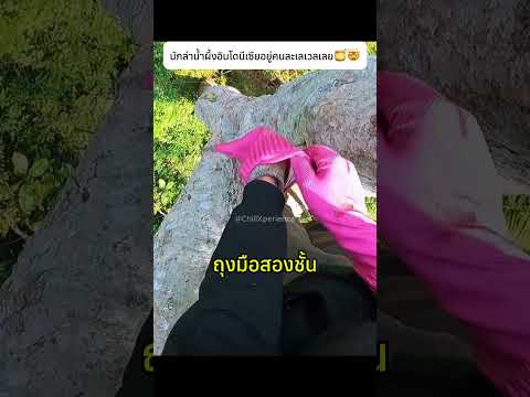 นักล่าน้ำผึ้งอินโดนีเซียอยู่คนละเลเวลเลย 🍯🤯#honey #knowledge thumbnail
