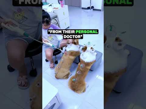 Dogs study to become doctors ❤️ thumbnail