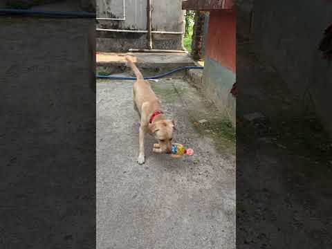 Jhankaro Jhankaro#kritikachannel#Shorts funny video#viral thumbnail
