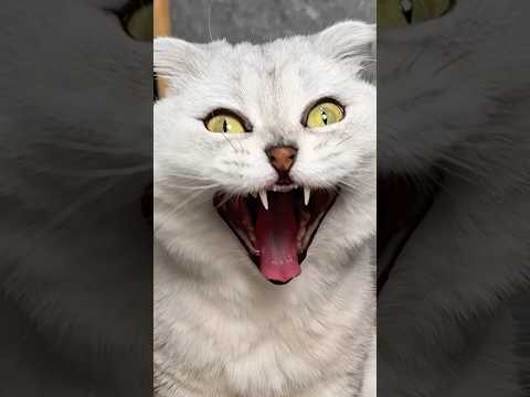 Sonya seems to be ready for school😸 #cats #cat #funny thumbnail