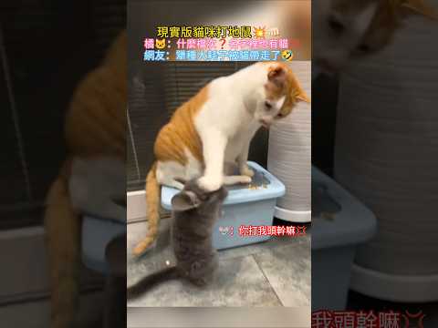 真實版貓咪打地鼠💥❗ 橘🐱：你什麼檔次🙄名字裡敢有貓💢 網友：犟種耗子被貓帶走了❓ #cat #cute #funny #mouse #shorts thumbnail