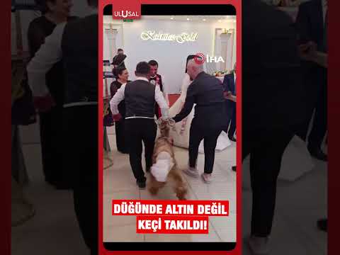 Trabzon'daki düğünde takı sürprizi! Altın yerine keçi hediye edildi! #shorts thumbnail