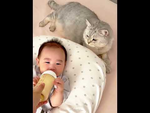 This cat thinks he is the father of the baby. 🐈 #usa#shorts thumbnail