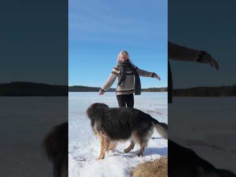 Early Signs Of Spring In North Of Sweden #seasons #spring #nature #naturelover #outdoorwalks thumbnail