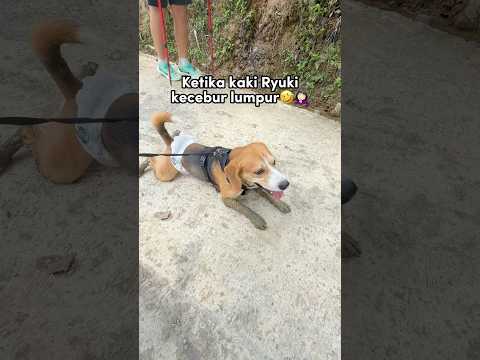 KAKI RYUKI KECEBUR LUMPUR SAAT MENDAKI GUNUNG‼️🤣 #shorts #anjinglucu thumbnail