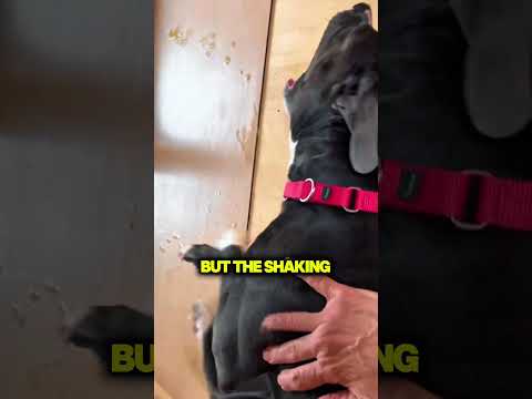 Something Was Off With His Dog #usa thumbnail