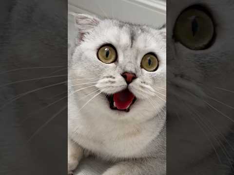 Cats…🤦🏻‍♀️ #cat #cats #funnycats thumbnail