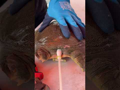 When You Put a Cone on a Hanshou Turtle (He Instantly Levels Up) #甲魚防咬頭套 #pets #animals #大魚 thumbnail