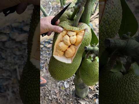 Sự thật bất ngờ khi cắt sản phẩm ra #shorts thumbnail