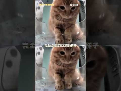 好好睡觉这句话 小猫真听进去了 #猫咪  #街猫  #可爱  #萌 #万万没想到 thumbnail