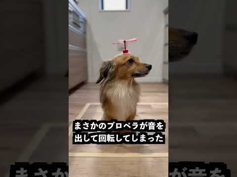 弟に兄の頭にプロペラ生えてるドッキリしてみた！ thumbnail