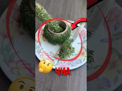 🌿 Как чиа прорастают за 7 дней! #семеначиа #микрозелень #проростки thumbnail