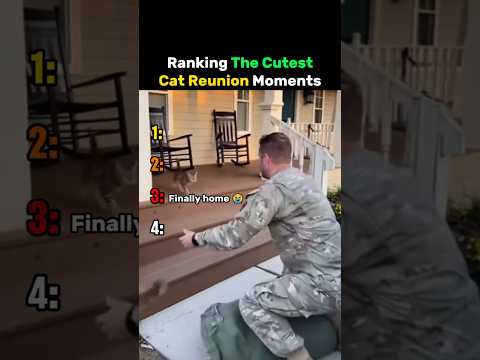 Ranking The Cutest Cat Reunion Moments #cat thumbnail