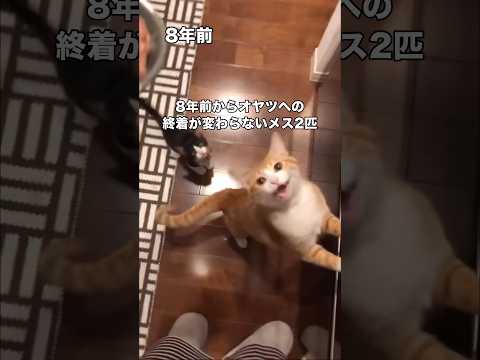 8年前と今とでさすがに声は変わったけどオヤツへの執着は変わらない2匹 #子猫 #茶トラ #白黒猫 #shorts thumbnail