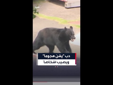 دب شارد في إحدى المناطق شمال شرق اليابان يهاجم أشخاصا ويصيب 4 في مصنع ومبنى سكني thumbnail