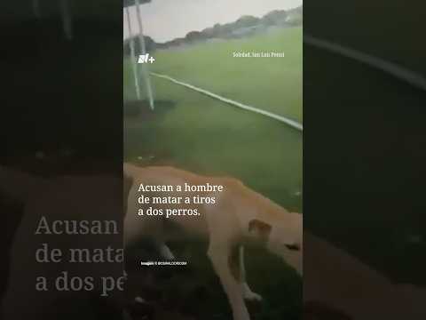 Acusan a hombre de matar a tiros a dos perros | N+ thumbnail