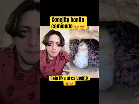 Conejito bonito durmiendo comiendo ?? - Hey Crispin #cute thumbnail