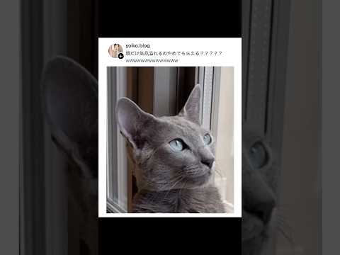 顔だけ気品がある猫 thumbnail