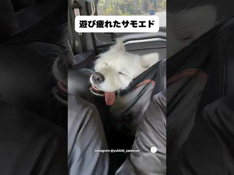 遊び疲れて電池切れしたサモエド　#サモエド　#犬　#かわいい犬 #大型犬　#犬のいる暮らし thumbnail