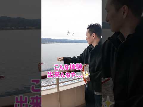ウミネコに餌やりが出来るフェリーが楽しすぎた。。 #shorts #佐渡 thumbnail