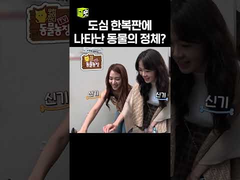빌딩 숲 한 가운데 나타난 양🐑 #달리 #DALI #TV동물농장 #shorts thumbnail