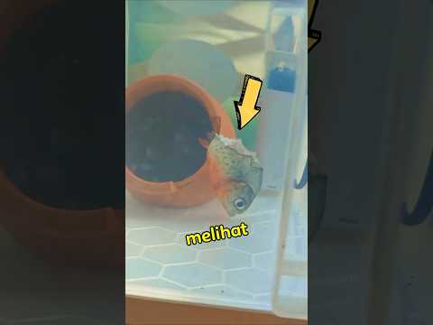 Keajaiban Ikan Yang Tak Menyerah 🐟✨ thumbnail