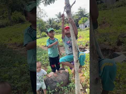Asep Gebot dan Dafa Grbot lomba naik pohon #volleyball thumbnail