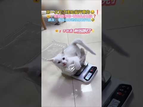 第一次見這樣給貓秤重的🤣❗🐱：粑粑 我來啦~我長身體沒❓網友：牠的愛好真特別😆 #cat #cute #funny #shorts #funnyvideo thumbnail