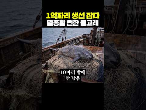 1억짜리 생선 잡다 멸종할 뻔한 돌고래 thumbnail