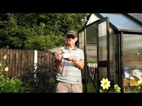 Wild wood pigeon flies to my hand from the trees in my garden. thumbnail