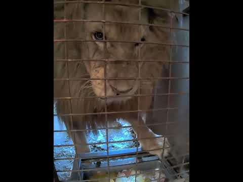 Lionssss#animalcare #bigcat #sanctuary thumbnail